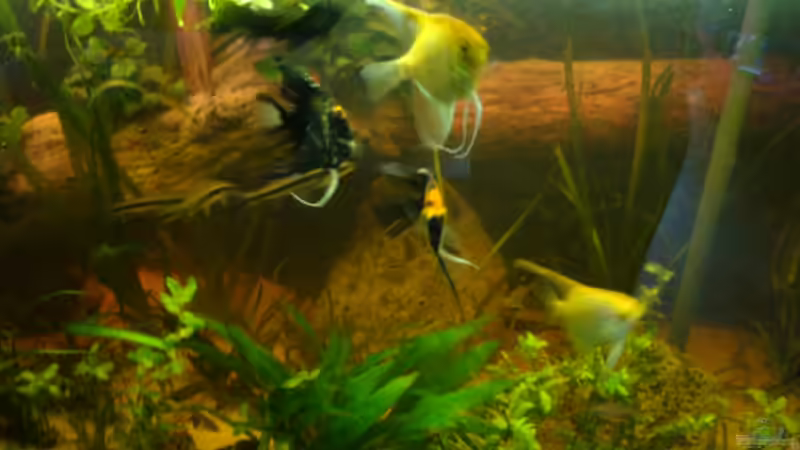 Aquarium Skalar Tank von B1gT4nk (3)