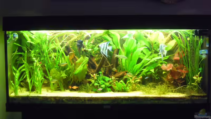 Aquarium Skalarbecken von Stephan Winter (2)