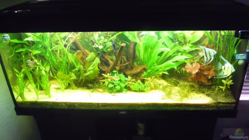 Aquarium Skalarbecken von Stephan Winter (3)