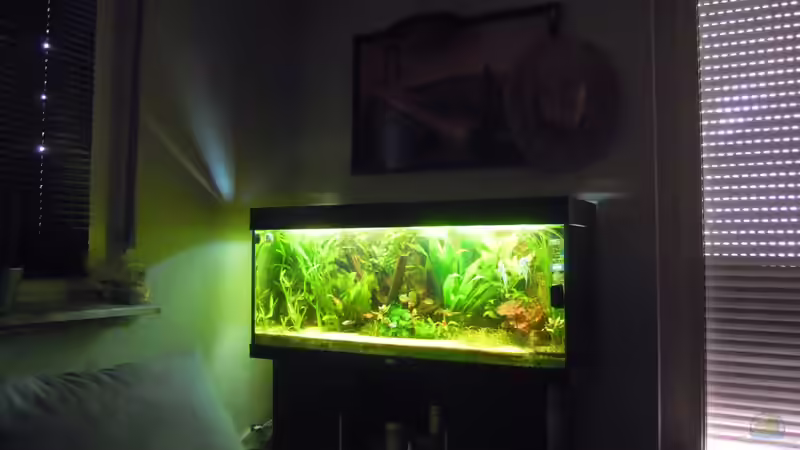 Aquarium Skalarbecken von Stephan Winter (4)