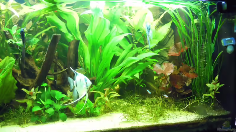 Aquarium Skalarbecken von Stephan Winter (5)