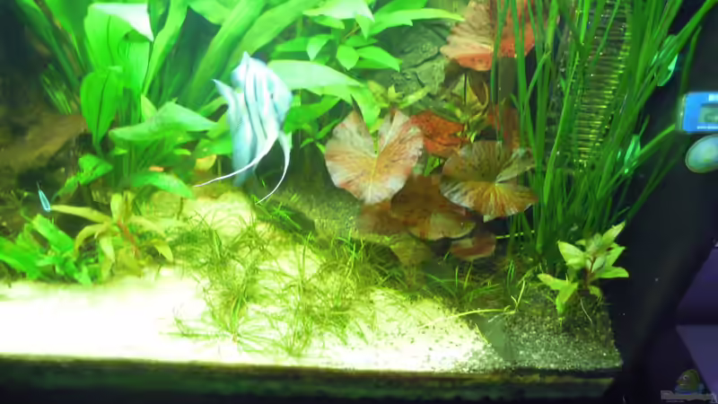 Aquarium Skalarbecken von Stephan Winter (7)