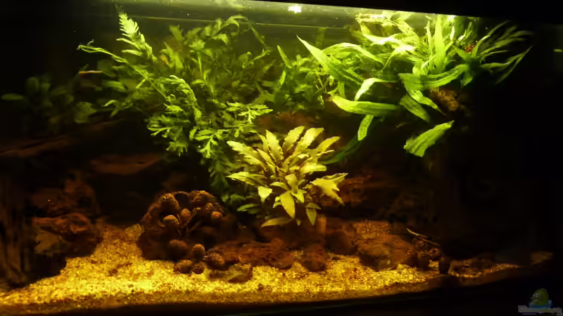 Aquarium Small creek von Mr. L.P. (2)