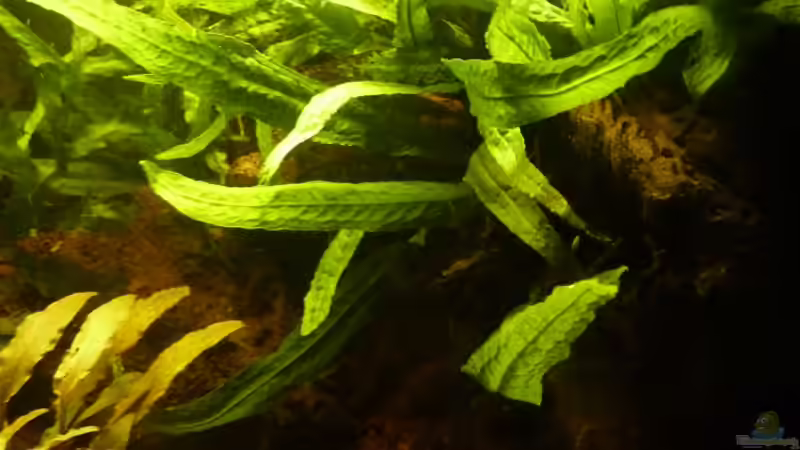 Aquarium Small creek von Mr. L.P. (4)