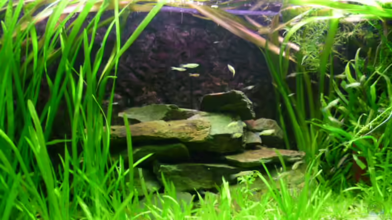 Aquarium Snake skin Endler Aquarium von Lukas Szewczyk (2)