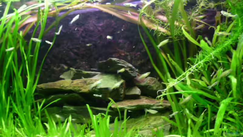 Aquarium Snake skin Endler Aquarium von Lukas Szewczyk (3)