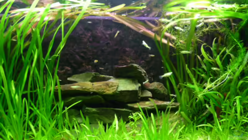 Aquarium Snake skin Endler Aquarium von Lukas Szewczyk (4)