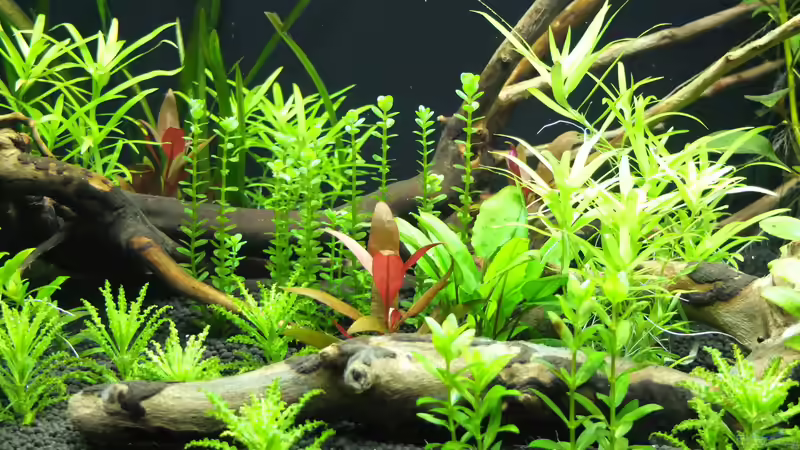 Aquarium Somewhere....(Nicht mehr aktuell) von axolotl (14)