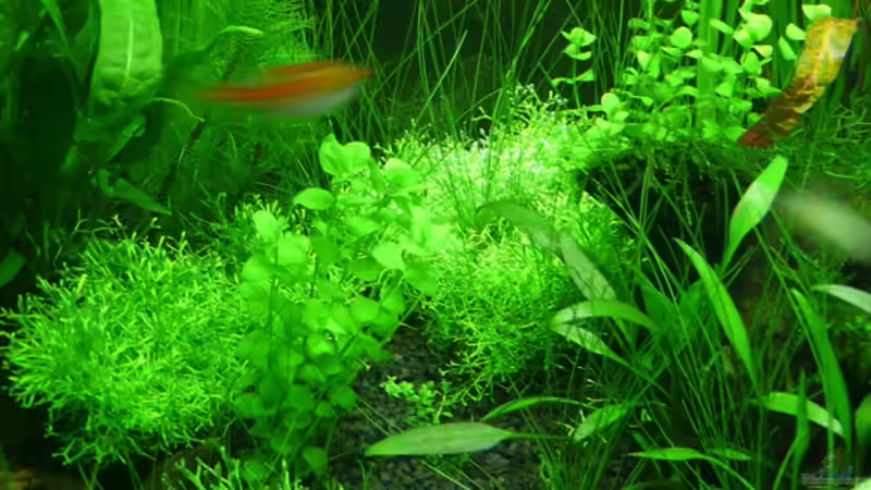 Aquarium Sommertraum (nicht mehr in Betrieb) von Torsten Franke (10)