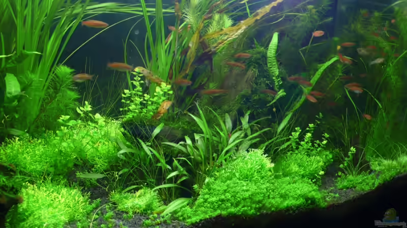 Aquarium Sommertraum (nicht mehr in Betrieb) von Torsten Franke (8)