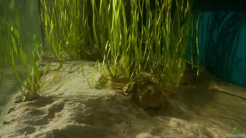 Aquarium Sonnenbank von wolf87 (3)