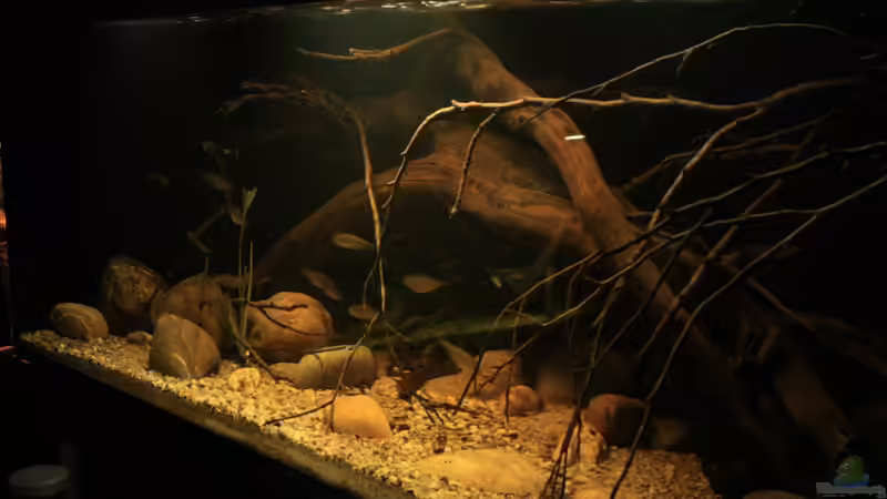 Aquarium Sopa De Pescado von Julien Preuß (11)