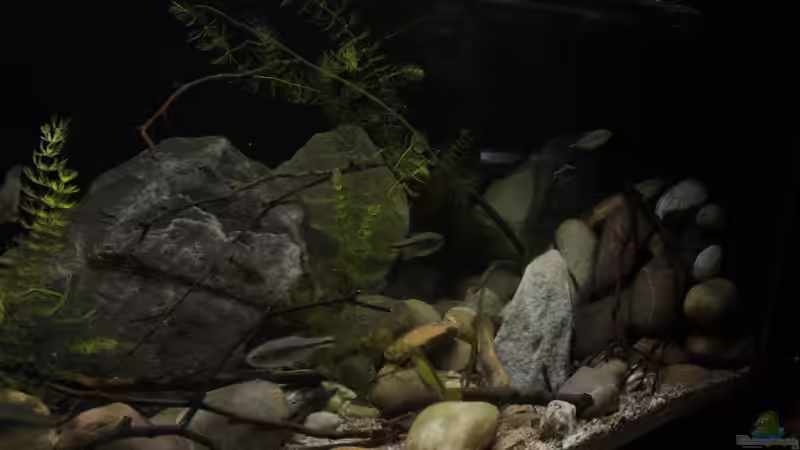 Aquarium Sopa De Pescado von Julien Preuß (12)