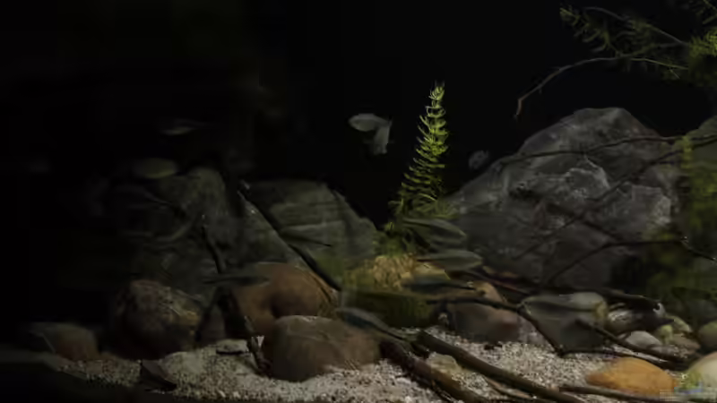 Aquarium Sopa De Pescado von Julien Preuß (14)