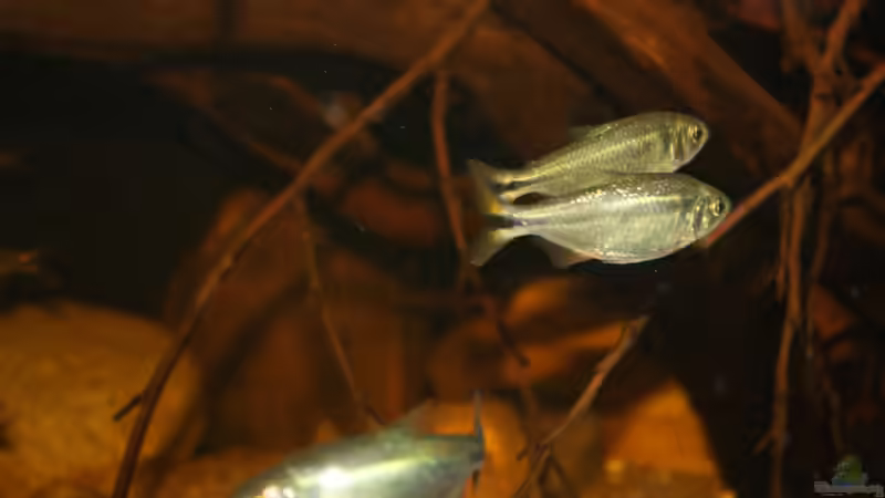 Aquarium Sopa De Pescado von Julien Preuß (5)