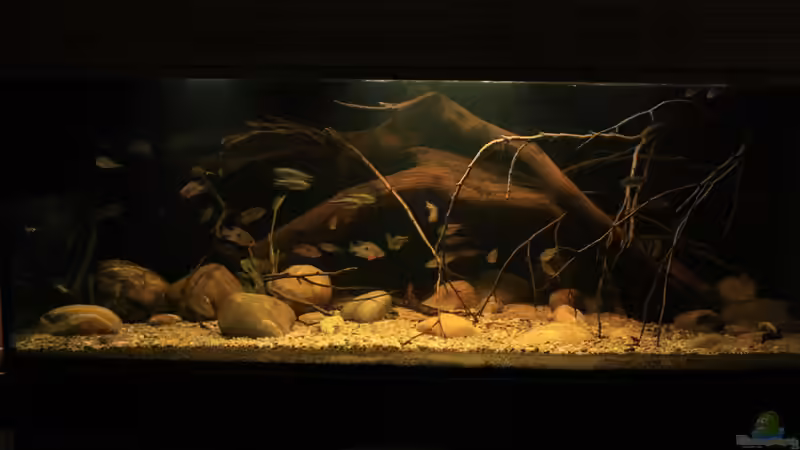 Aquarium Sopa De Pescado von Julien Preuß (9)