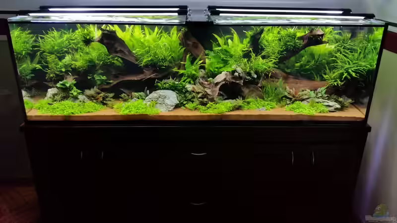 Aquarium South Afrika Dream Scape von MalawiMartin (2)