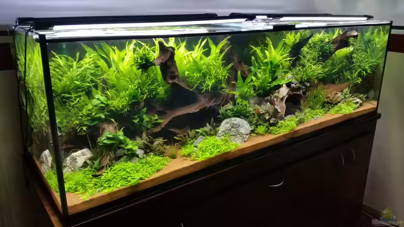 Aquarium South Afrika Dream Scape von MalawiMartin (3)