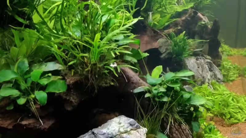 Aquarium South Afrika Dream Scape von MalawiMartin (7)