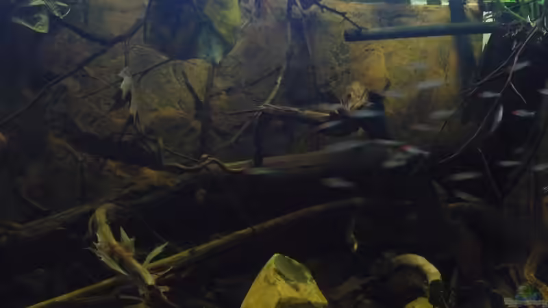 Aquarium South America Biotope Nur noch als Beispiel von DerImperator (5)