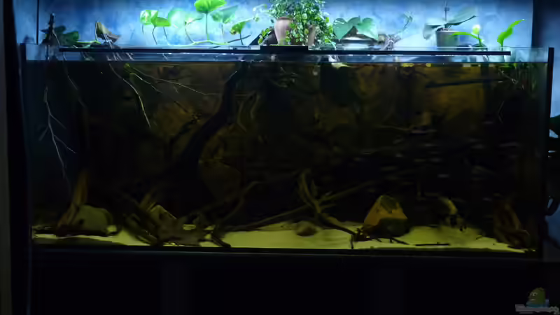 Aquarium South America Biotope Nur noch als Beispiel von DerImperator (6)