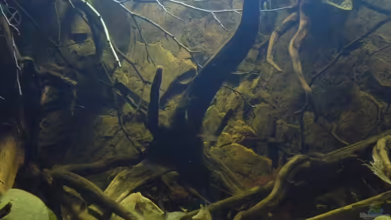 Aquarium South America Biotope Nur noch als Beispiel von DerImperator (7)