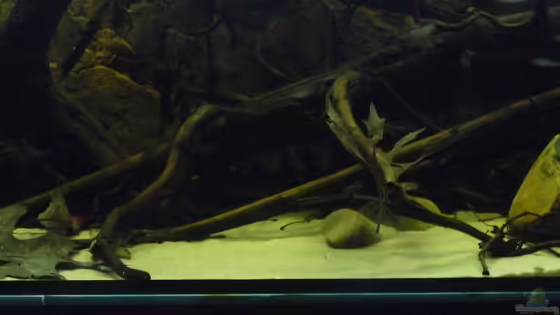 Aquarium South America Biotope Nur noch als Beispiel von DerImperator (8)