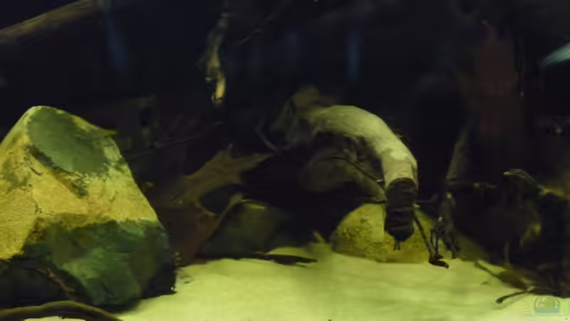 Aquarium South America Biotope Nur noch als Beispiel von DerImperator (9)