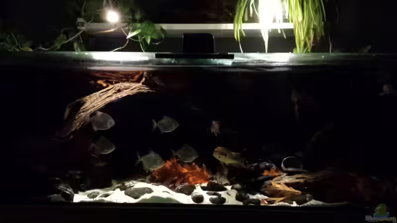 Aquarium Southamerican wood von NRW (11)