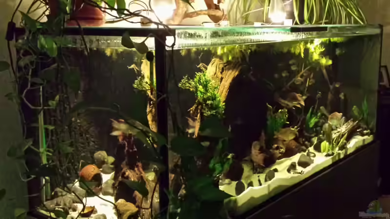Aquarium Southamerican wood von NRW (19)