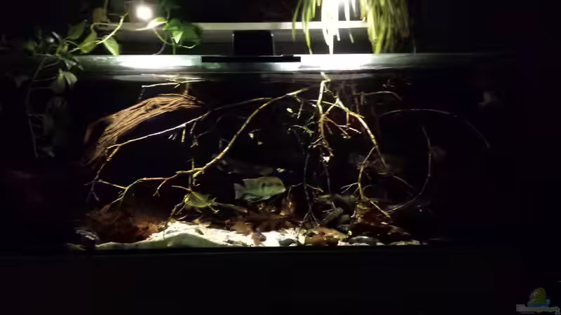 Aquarium Southamerican wood von NRW (4)
