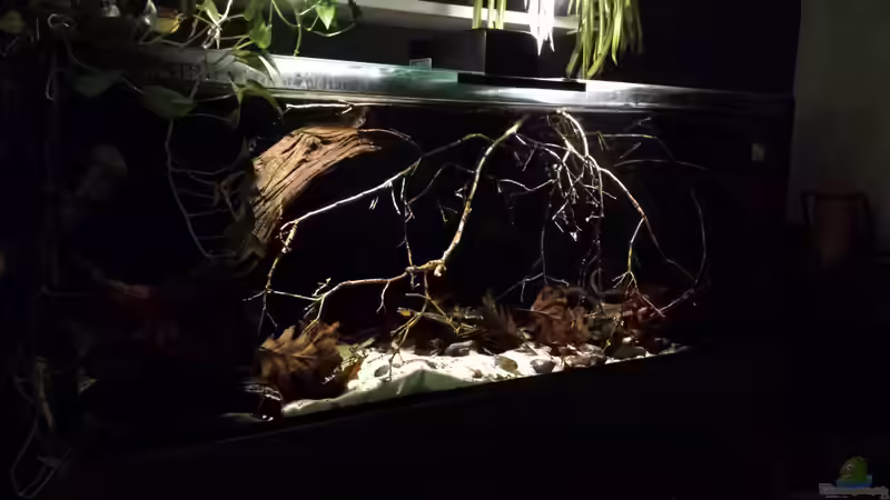 Aquarium Southamerican wood von NRW (6)