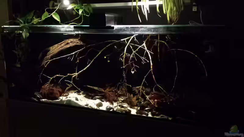 Aquarium Southamerican wood von NRW (7)