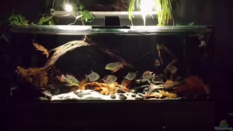 Aquarium Southamerican wood von NRW (9)