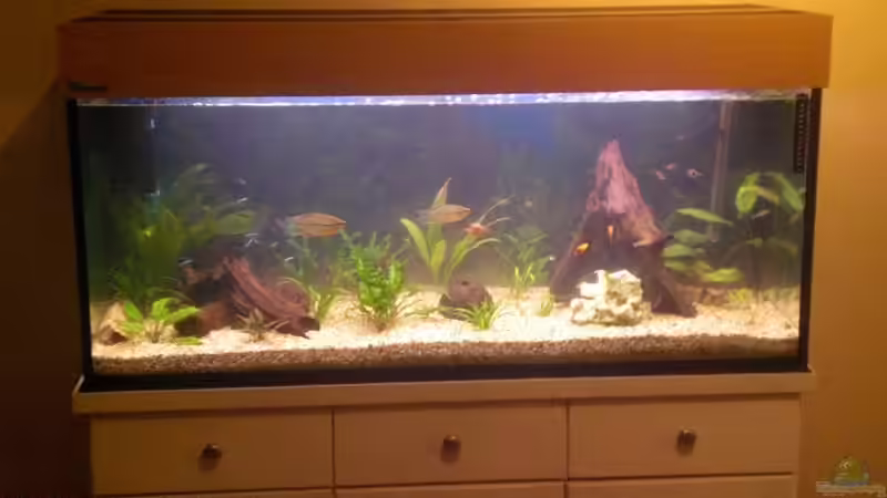 Aquarium Spirit of Inspiration! von ActionJackson (3)