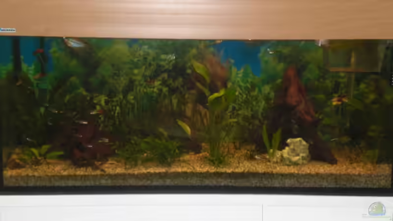 Aquarium Spirit of Inspiration! von ActionJackson (4)