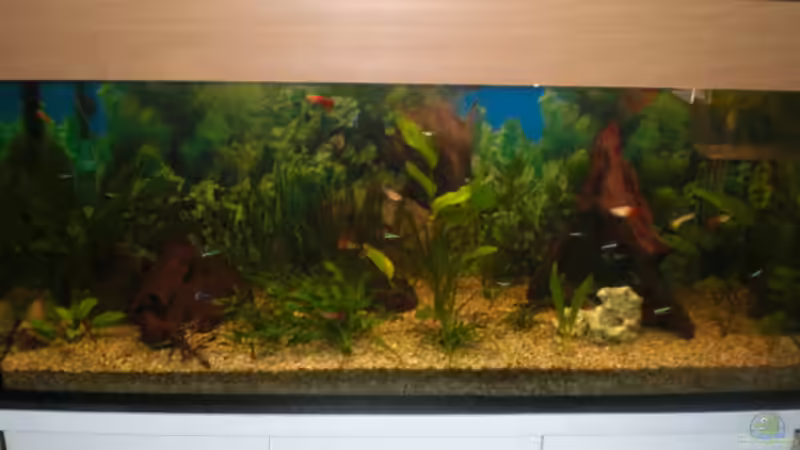 Aquarium Spirit of Inspiration! von ActionJackson (5)