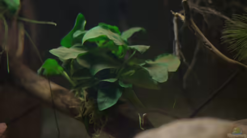 Aquarium Spirit of West Africa/ nur noch Beispiel von Didi (15)