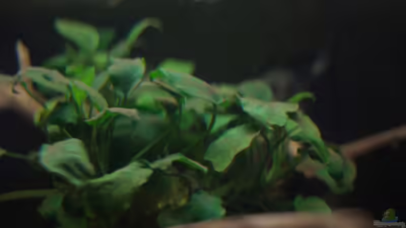 Aquarium Spirit of West Africa/ nur noch Beispiel von Didi (16)