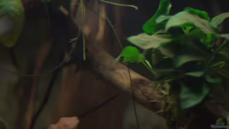 Aquarium Spirit of West Africa/ nur noch Beispiel von Didi (17)