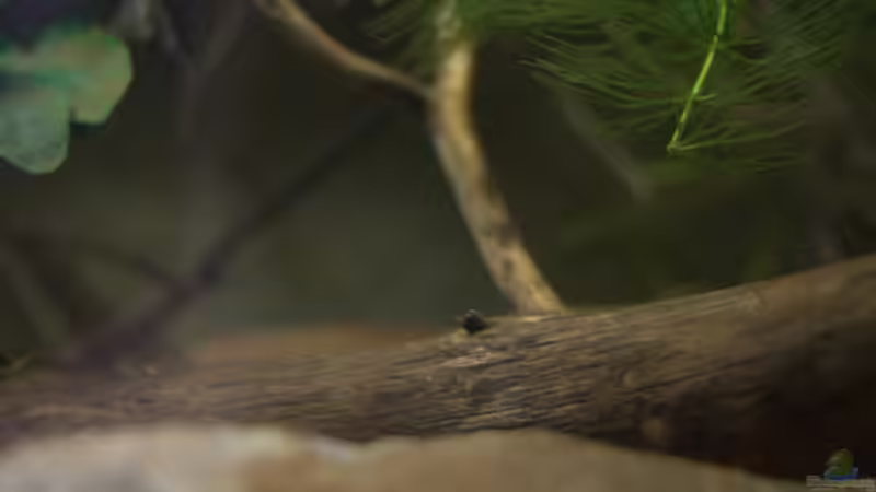 Aquarium Spirit of West Africa/ nur noch Beispiel von Didi (2)