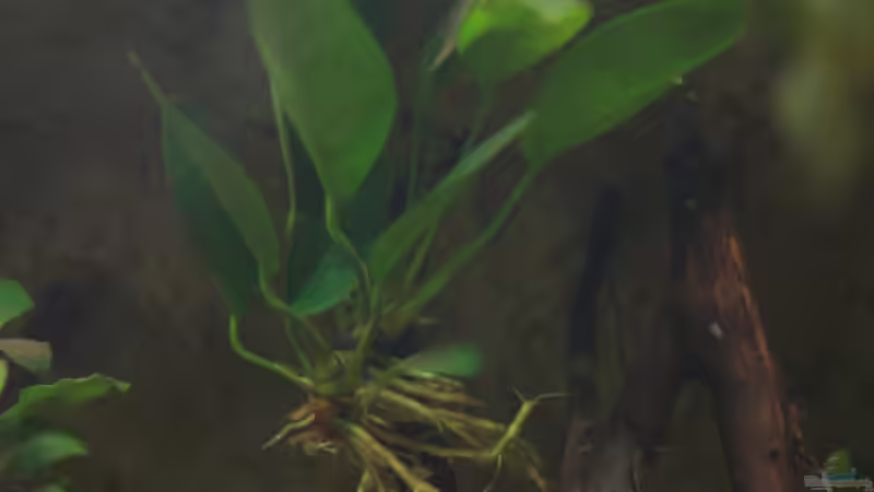 Aquarium Spirit of West Africa/ nur noch Beispiel von Didi (4)