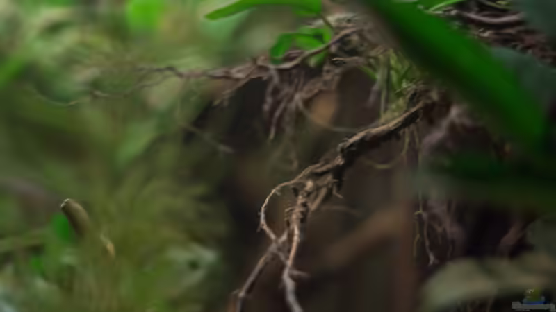 Aquarium Spirit of West Africa/ nur noch Beispiel von Didi (5)