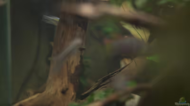 Aquarium Spirit of West Africa/ nur noch Beispiel von Didi (7)