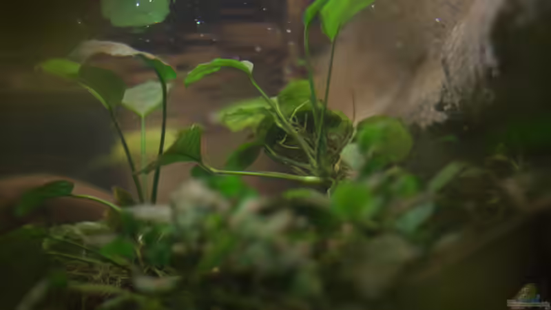 Aquarium Spirit of West Africa/ nur noch Beispiel von Didi (8)