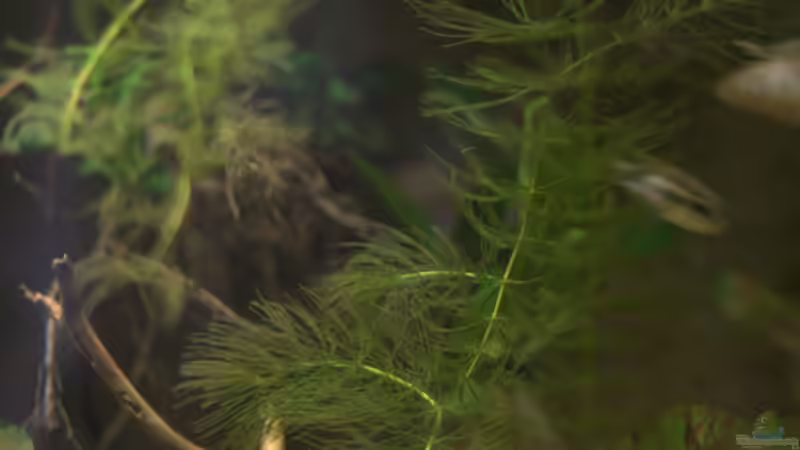 Aquarium Spirit of West Africa/ nur noch Beispiel von Didi (9)