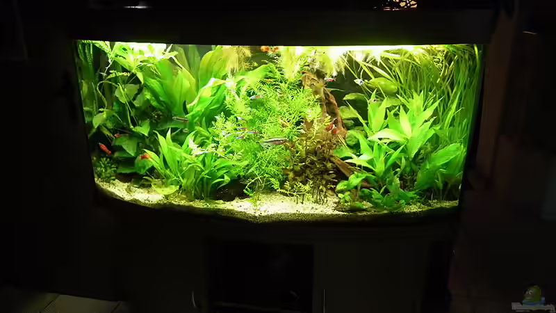 Aquarium Stand 26.9.10 von Bazzi (16)