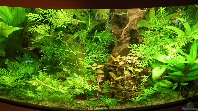 Aquarium Stand 6.12.2010 von Bazzi (2)