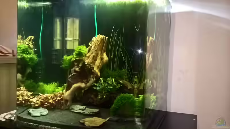 Aquarium Stars of three contintents von echo (5)