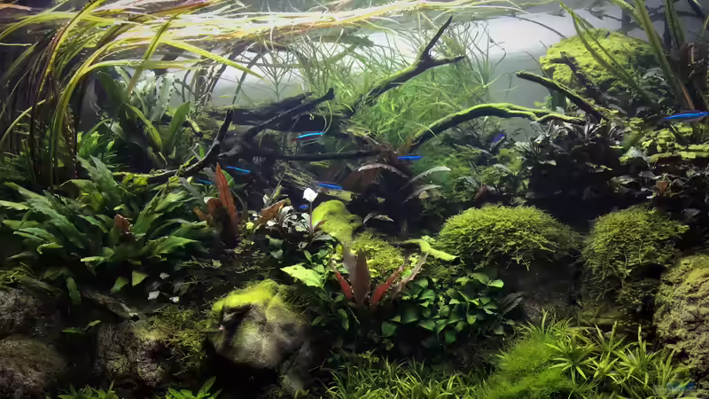 Aquarium Steepcliff(aufgelöst) von Der Nicky (12)